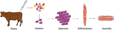 Microcarriers for Upscaling Cultured Meat Production